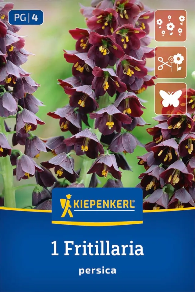 kiepenkerl-persische-kaiserkrone-blumenzwiebeln-purpur-80-cm image 1