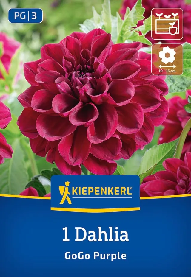kiepenkerl-beet-k-bel-dahlie-go-go-purple-3000023-blumenzwiebeln-purpurrot-50-60 image 1