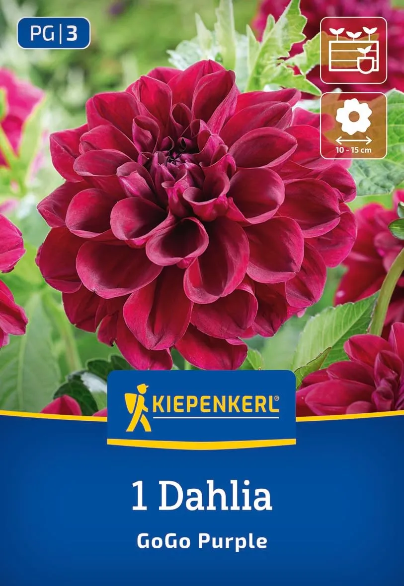 kiepenkerl-beet-k-bel-dahlie-go-go-purple-3000023-blumenzwiebeln-purpurrot-50-60 image 1