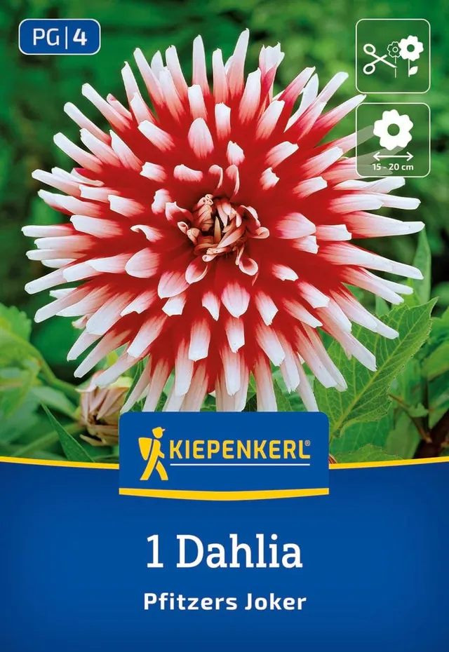 kiepenkerl-kaktus-dahlie-pfitzers-joker-blumenzwiebeln image 1