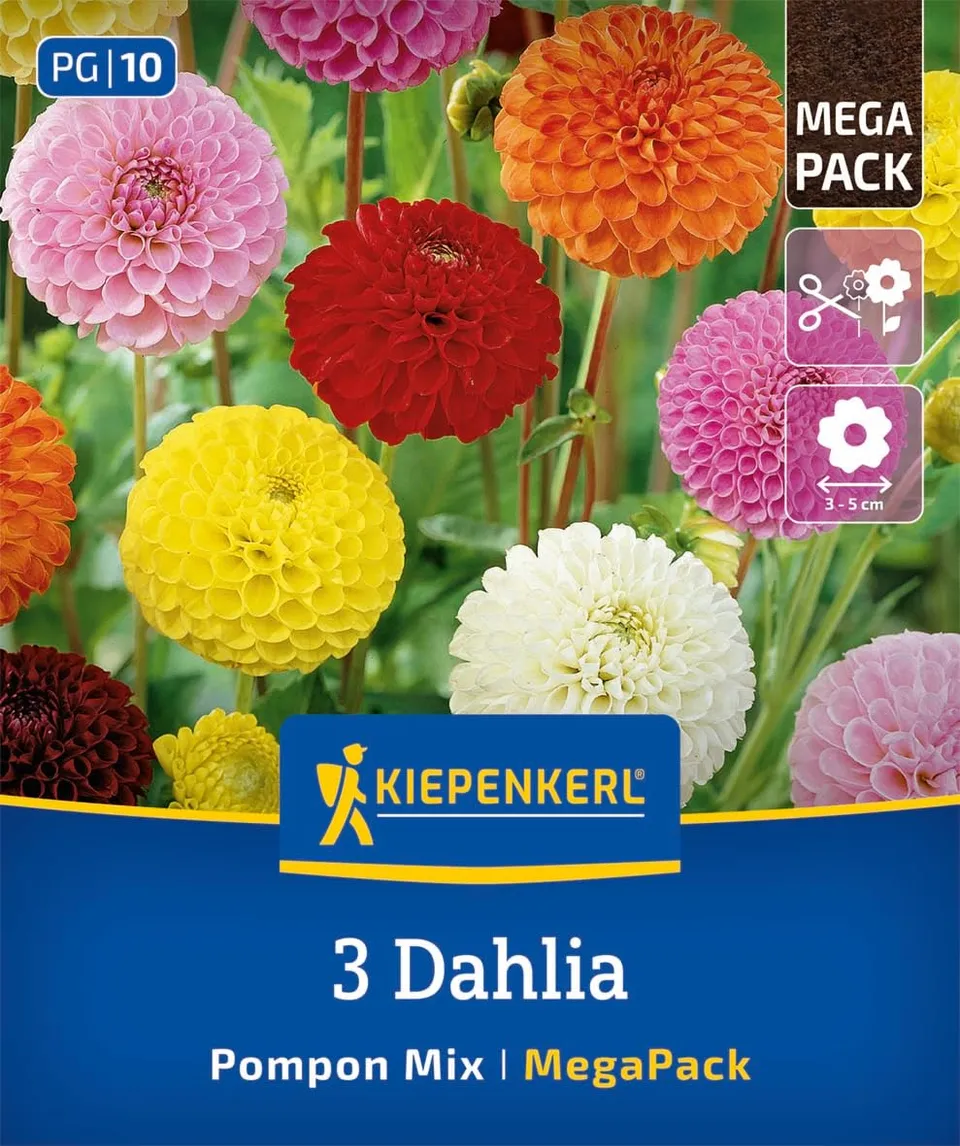 kiepenkerl-mega-pack-pompon-dahlien-mischung-blumenzwiebeln-bunt-90-cm image 1