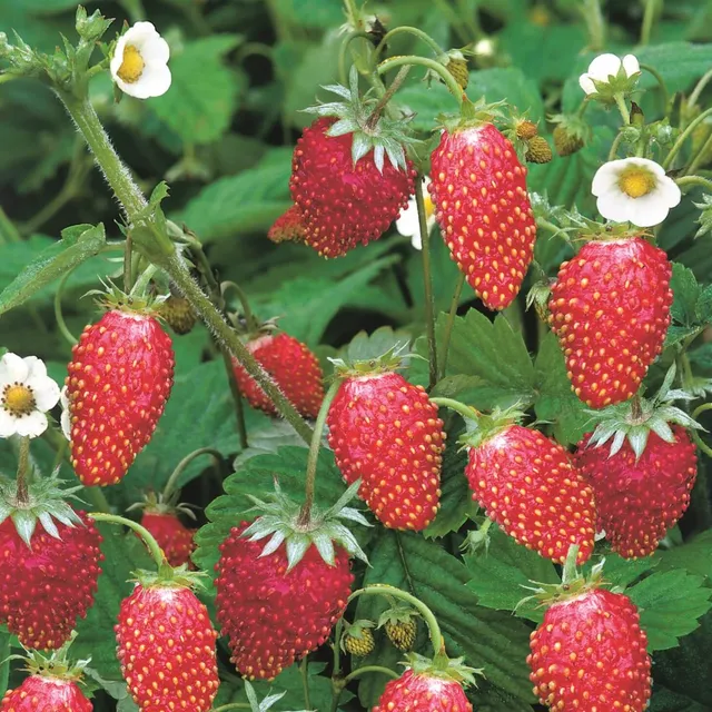 samen-maier-bio-erdbeere-verbesserte-r-gen-monatserdbeere image 1