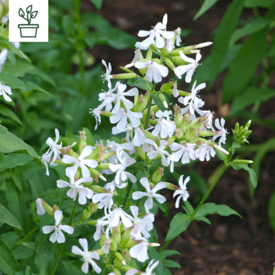 samen-maier-bio-echtes-seifenkraut-saponaria-officinalis-im-topf image 2