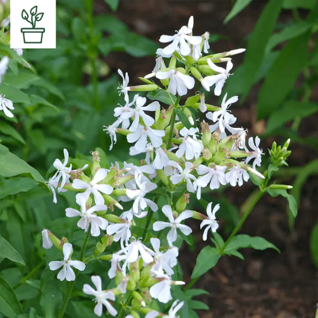 samen-maier-bio-echtes-seifenkraut-saponaria-officinalis-im-topf image 1