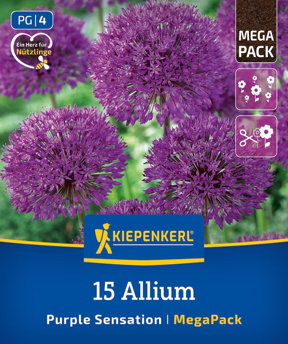 kiepenkerl-mega-pack-zierlauch-purple-sensation-alliumzwiebeln-violett-90-cm image 1