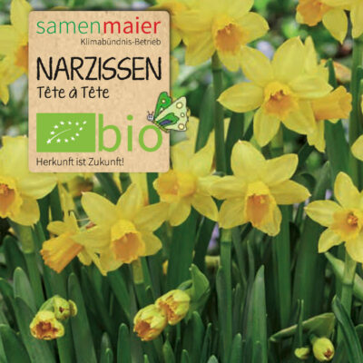 samen-maier-bio-narzissen-t-te-t-te-blumenzwiebeln image 2