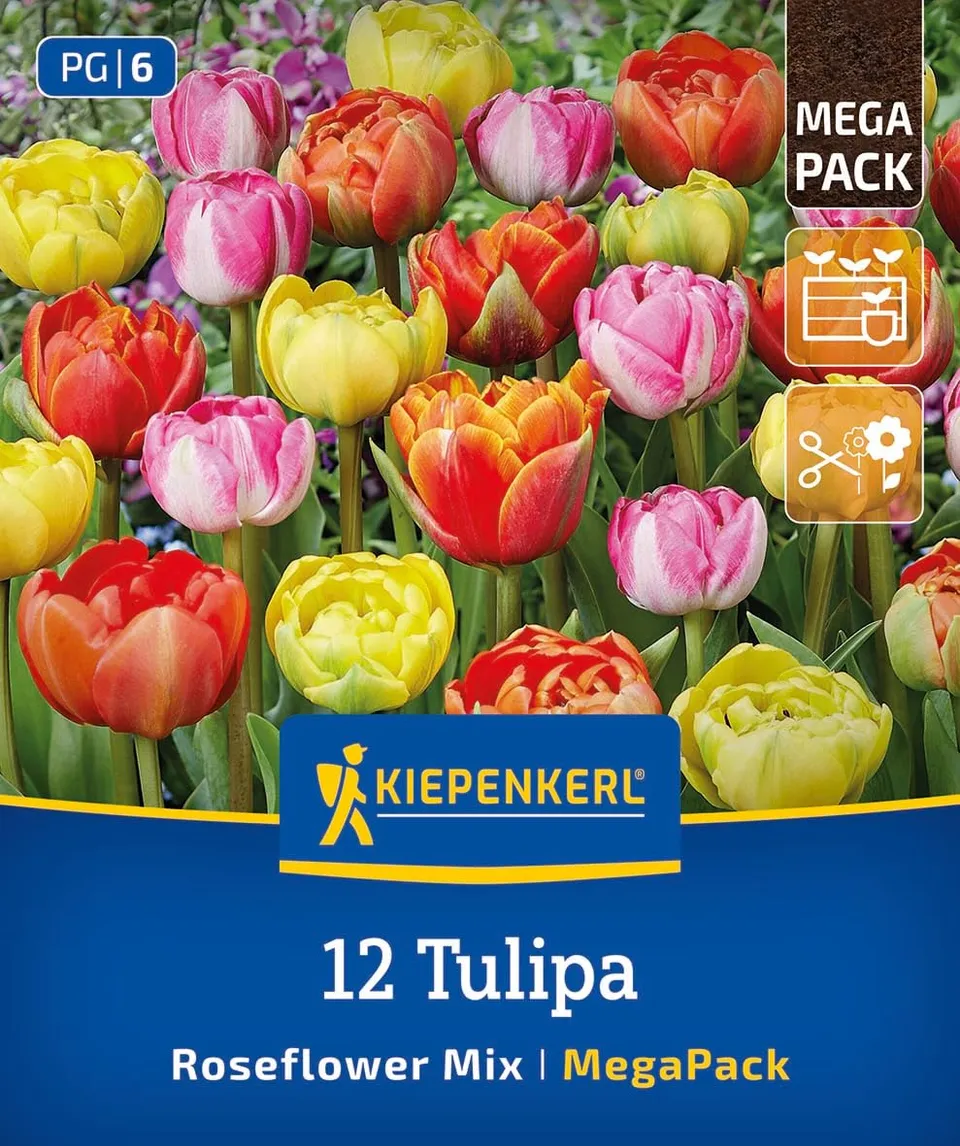 kiepenkerl-mega-pack-gef-llte-sp-te-rosentulpen-mischung-blumenzwiebeln-40-cm-ma image 1