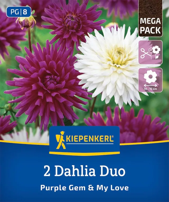 kiepenkerl-dahlien-duo-purple-gem-my-love-blumenzwiebeln-lila-wei image 1