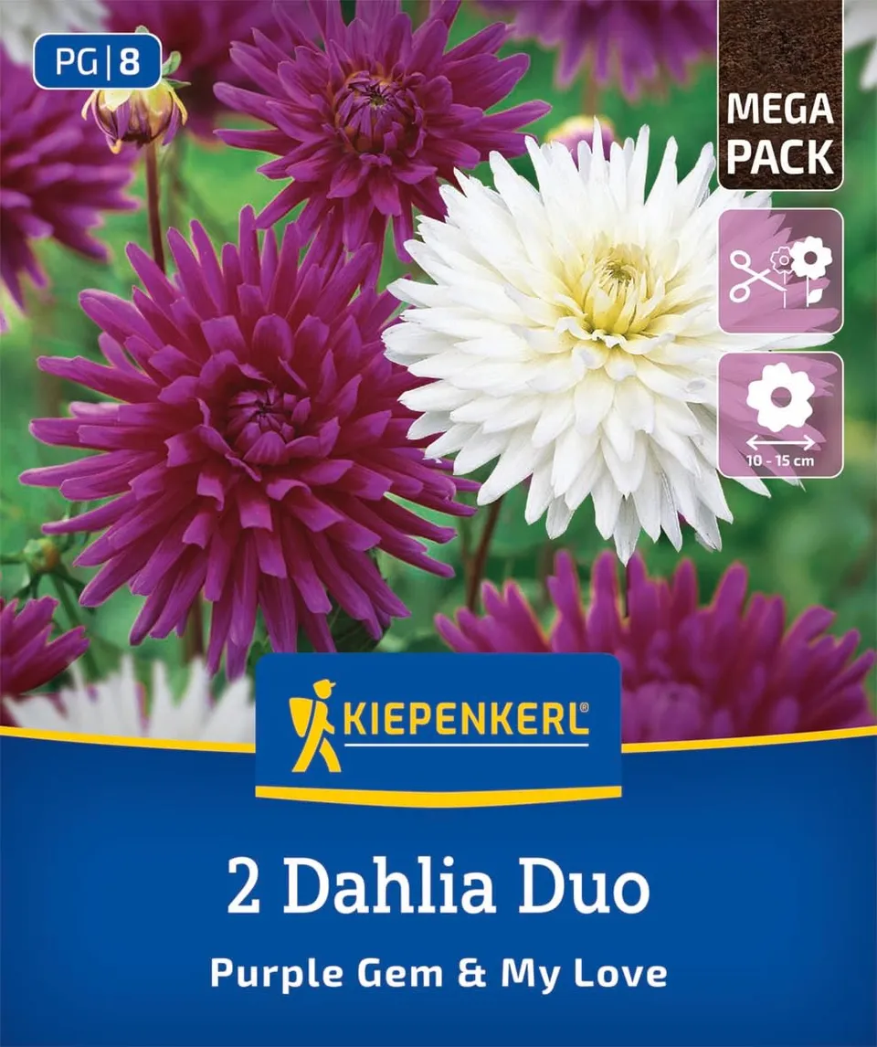 kiepenkerl-dahlien-duo-purple-gem-my-love-blumenzwiebeln-lila-wei image 1