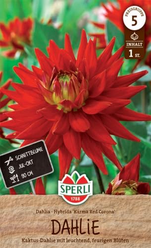 sperli-dahlie-karma-red-corona-blumenzwiebel-semi-kaktus-dahlie-feuerrot-ca-90-c image 3