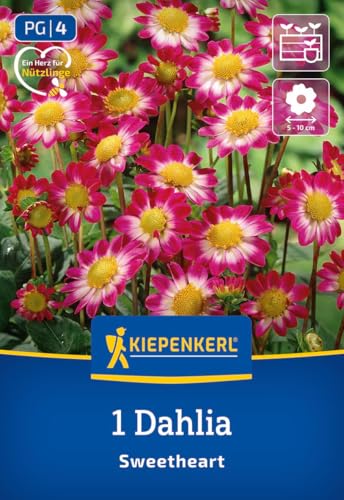 kiepenkerl-beet-topf-dahlie-topmix-rosa-mit-auge-blumenzwiebeln image 7