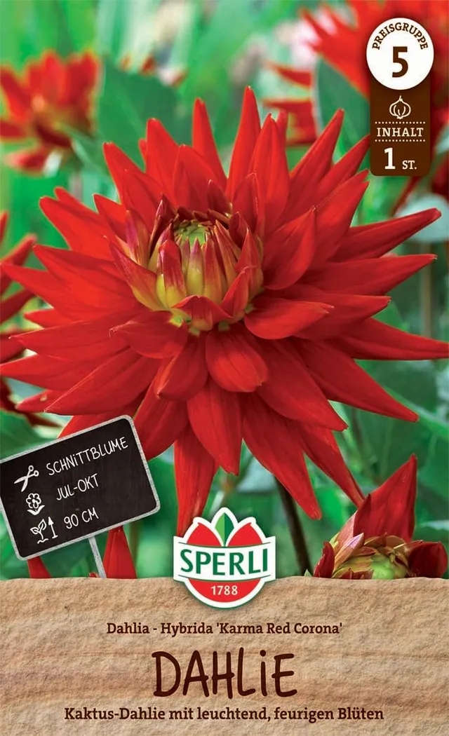 sperli-dahlie-karma-red-corona-blumenzwiebel-semi-kaktus-dahlie-feuerrot-ca-90-c image 1