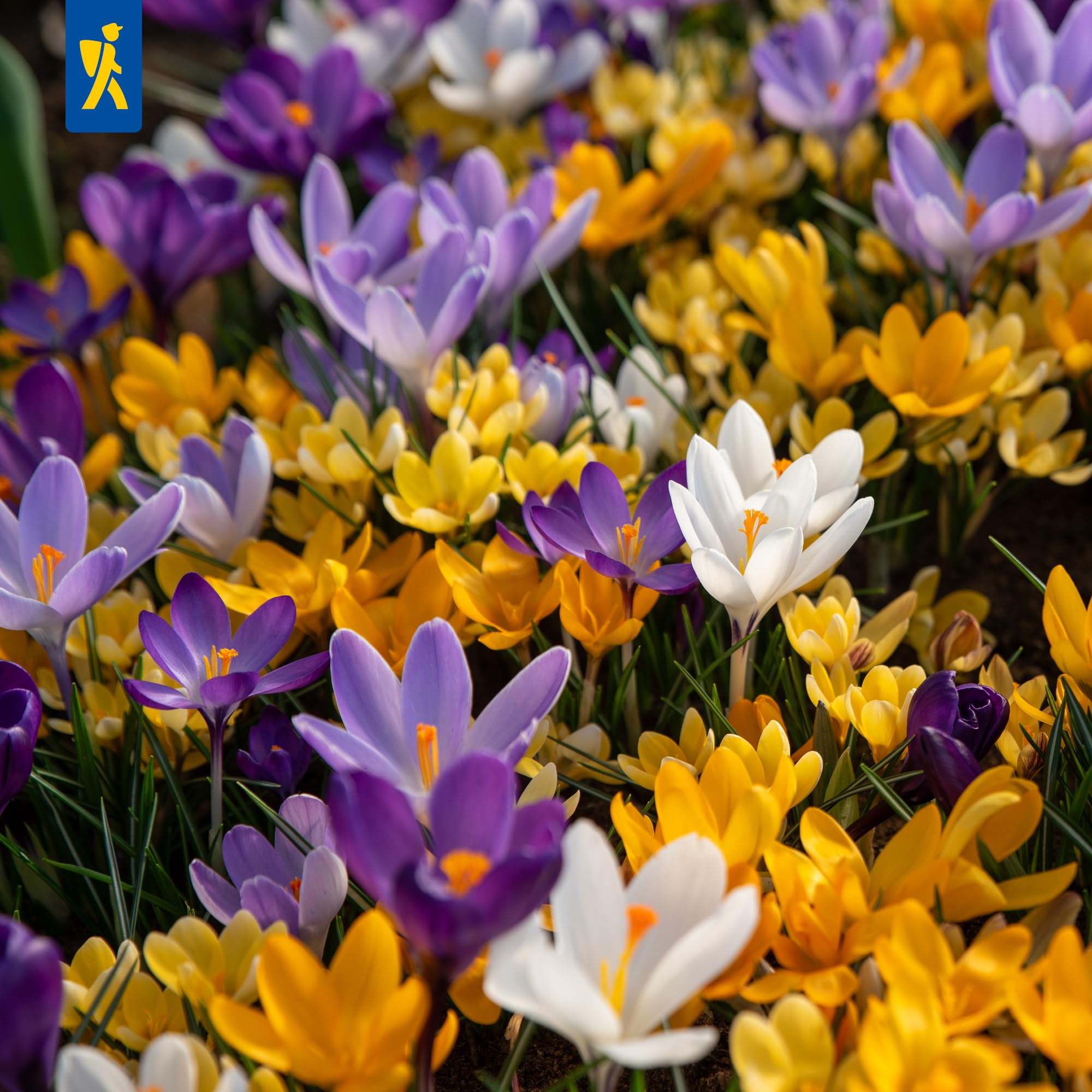 kiepenkerl-krokuszwiebeln-spring-bells-mega-pack-100-gartenkrokusse image 3