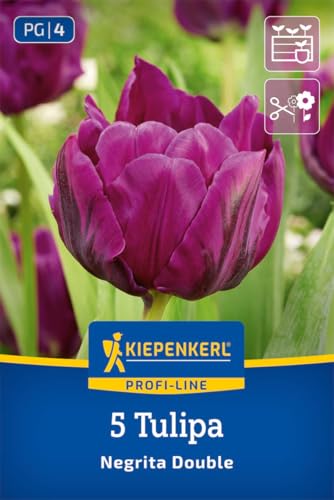 kiepenkerl-profi-line-gef-llte-sp-te-tulpe-negrita-double-blumenzwiebeln image 6
