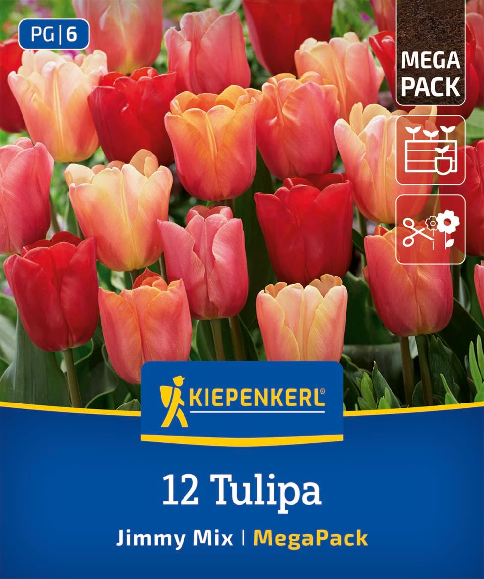 kiepenkerl-mega-pack-triumph-tulpen-jimmy-mix-blumenzwiebeln-rot-rosa-orange-30- image 1