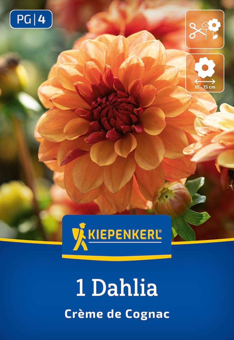 kiepenkerl-seerosen-dahlie-cr-me-de-cognac-blumenzwiebeln image 1