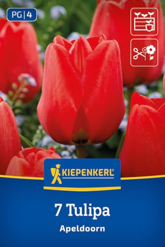 kiepenkerl-darwin-hybrid-tulpe-apeldoorn-blumenzwiebeln-rote-tulpen-50-cm-april- image 8
