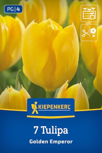 kiepenkerl-fosteriana-tulpe-golden-emperor-tulpenzwiebeln-gelb-40-cm-fr-hbl-hend image 8