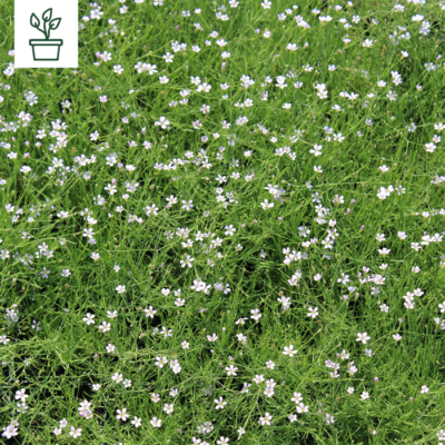 samen-maier-bio-felsennelke-petrorhagia-saxifraga-topf image 2