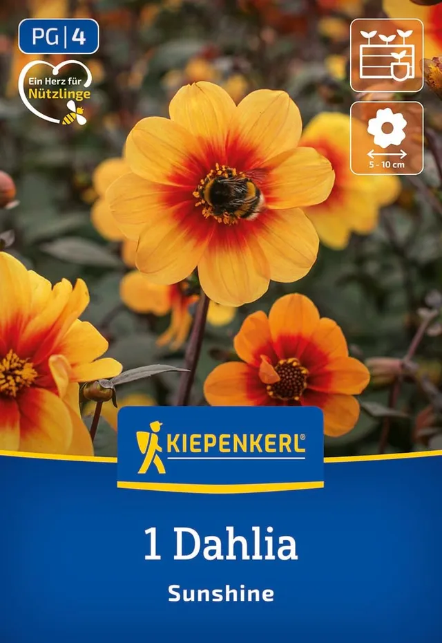kiepenkerl-dunkellaubige-beet-dahlie-sunshine-3000052-dahlienknollen-schwarzlaub image 1