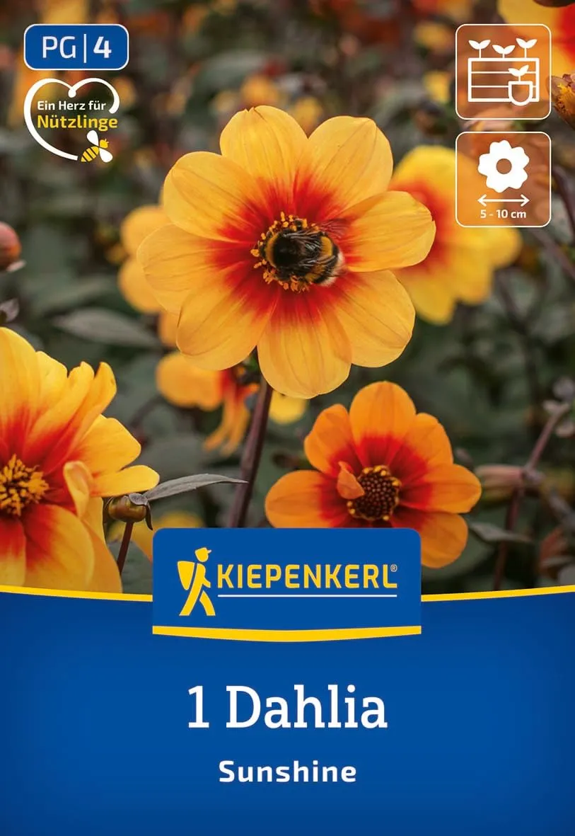 kiepenkerl-dunkellaubige-beet-dahlie-sunshine-3000052-dahlienknollen-schwarzlaub image 1