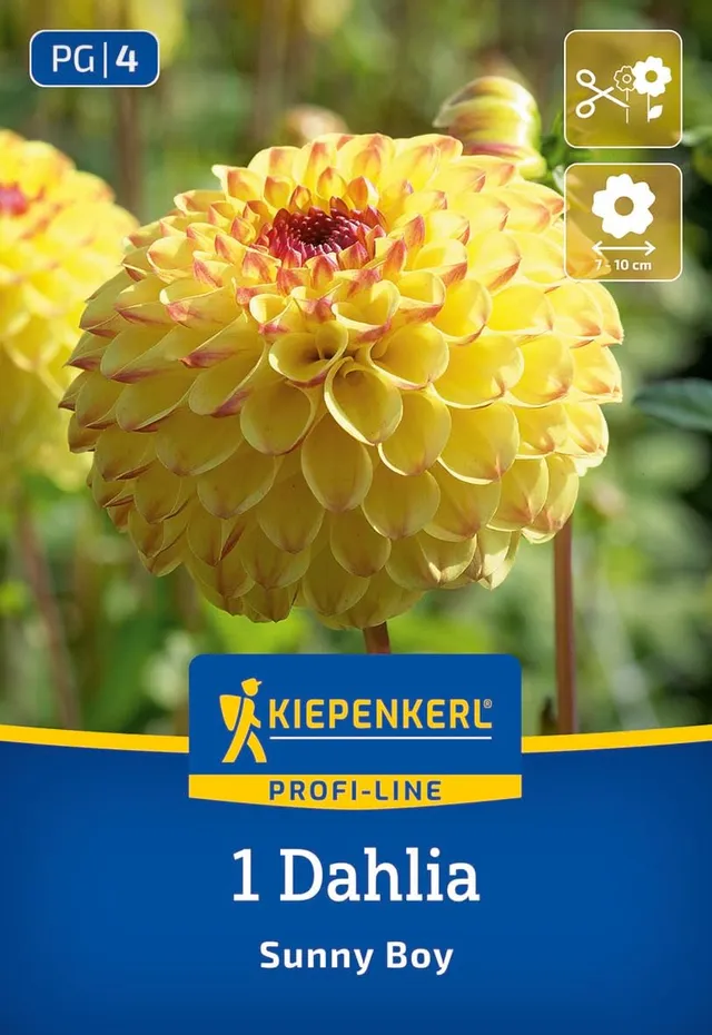 kiepenkerl-profi-line-ball-dahlie-sunny-boy-blumenzwiebeln image 1