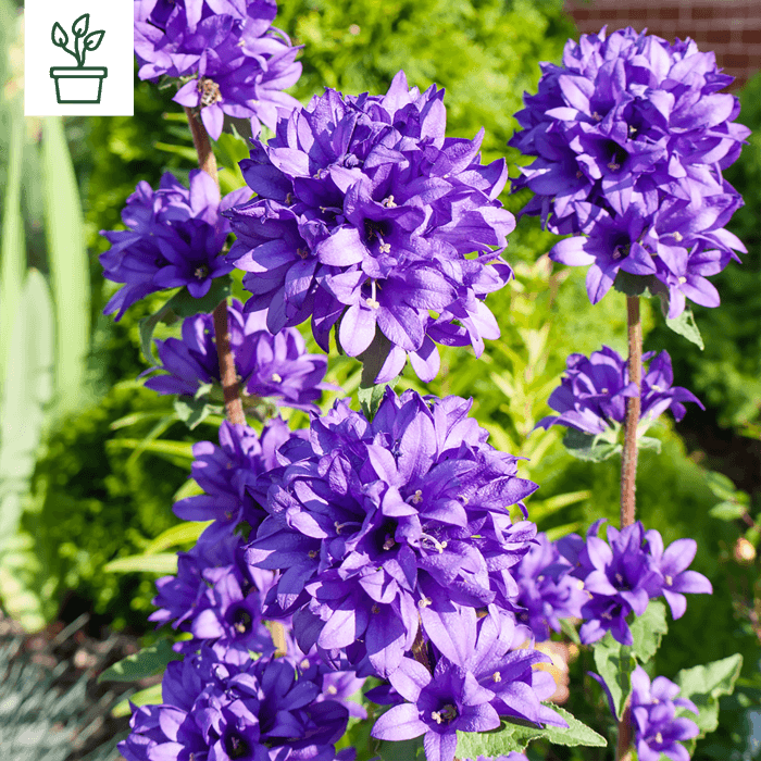 samen-maier-bio-kn-uel-glockenblume-dahurica-im-topf-campanula-glomerata image 1