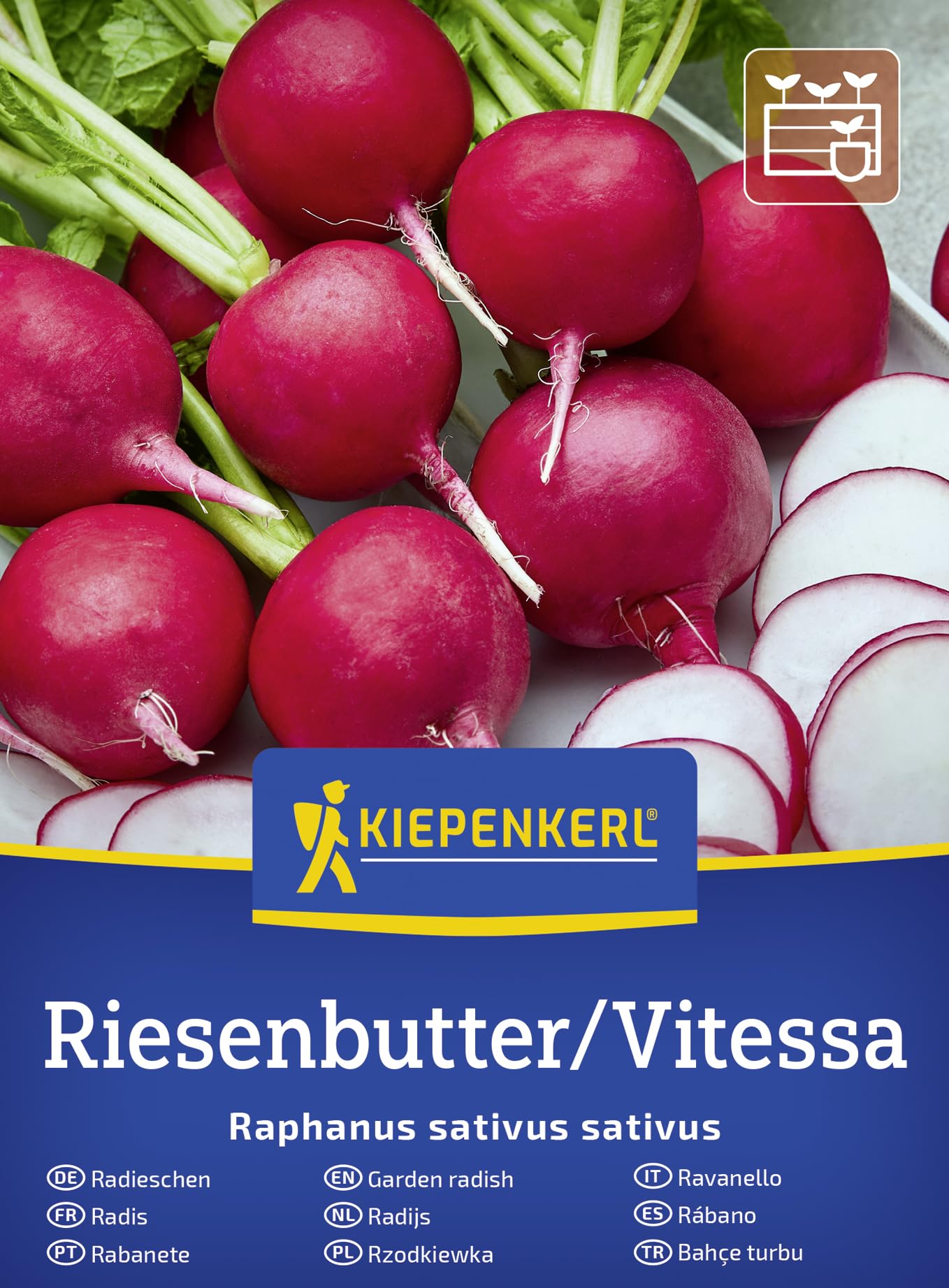 kiepenkerl-spinatsamen-helios-f1-gem-sesaat-schossfest-mehltauresistent image 6