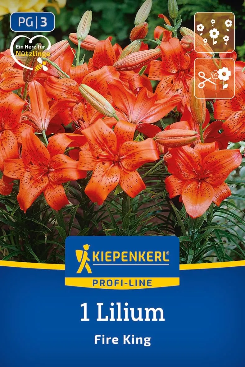 kiepenkerl-profi-line-asiatische-lilie-fire-king-lilienzwiebeln-orangerot-120-cm image 1