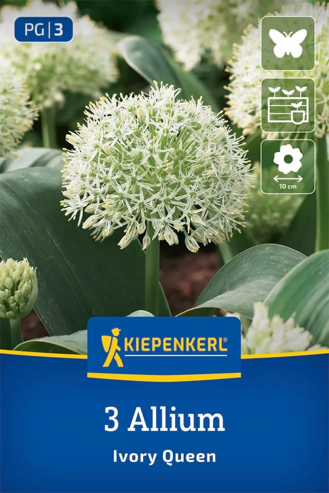 kiepenkerl-zierlauch-ivory-queen-2700017-blumenzwiebeln-allium-wei-20-cm-winterh image 1