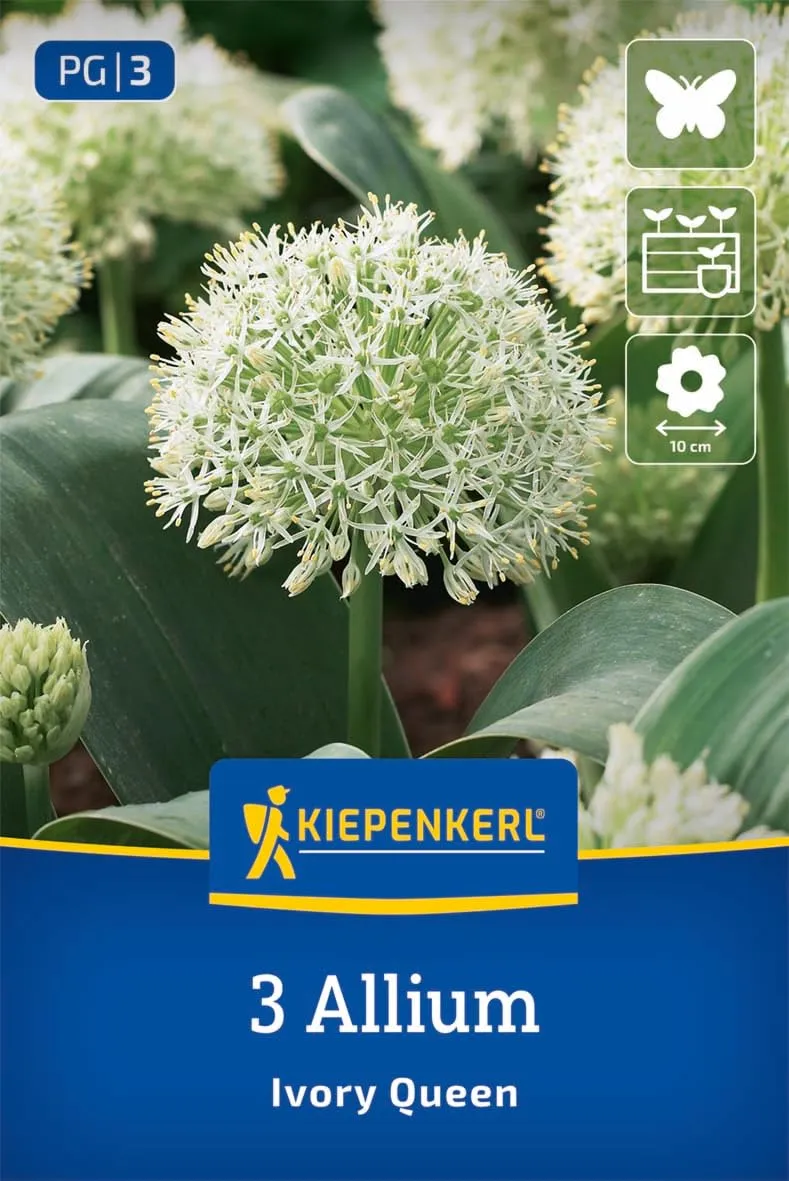 kiepenkerl-zierlauch-ivory-queen-2700017-blumenzwiebeln-allium-wei-20-cm-winterh image 1
