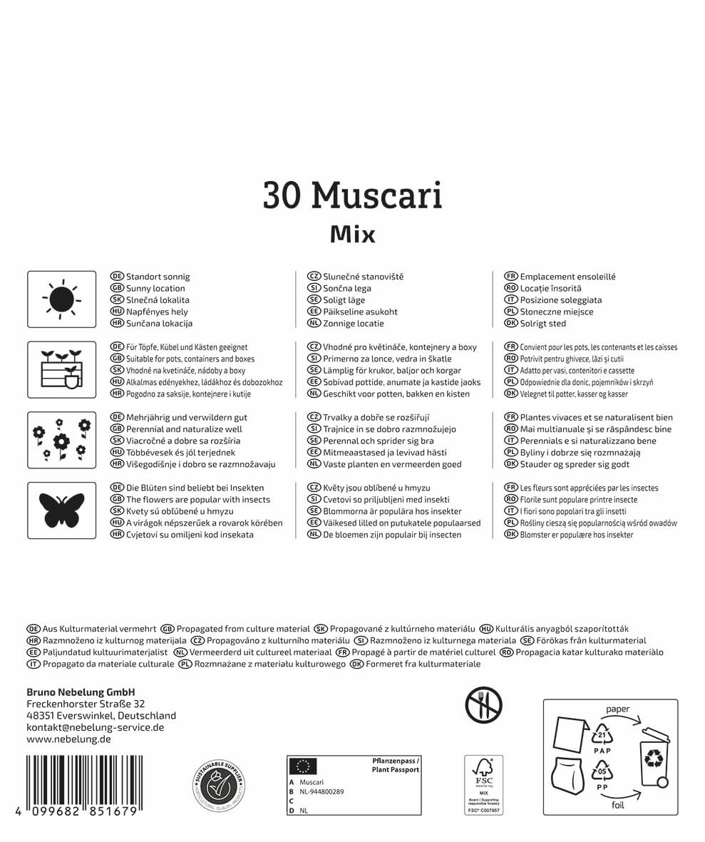 kiepenkerl-mega-pack-traubenhyazinthen-mischung-blumenzwiebeln-blau-wei-bis-30-z image 2