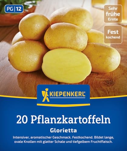 kiepenkerl-pflanzkartoffel-glorietta-20-st-ck-festkochend-sehr-fr-h image 2