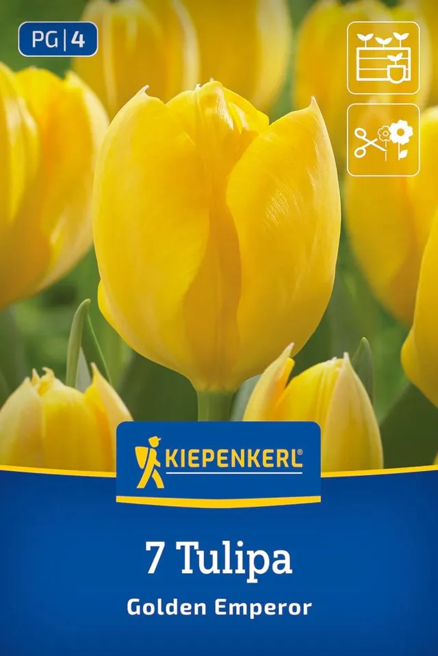 kiepenkerl-fosteriana-tulpe-golden-emperor-tulpenzwiebeln-gelb-40-cm-fr-hbl-hend image 1