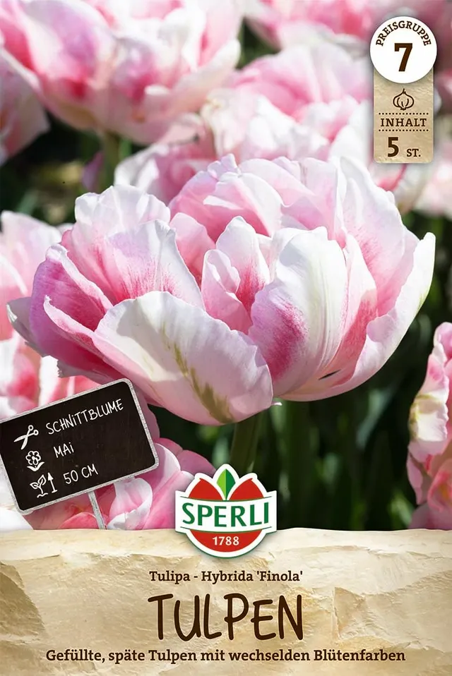 sperli-gef-llte-sp-te-tulpe-finola-blumenzwiebeln-wei-rosa-rot-50-cm-mai image 1