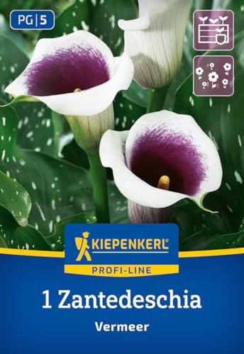 kiepenkerl-profi-line-calla-vermeer-blumenzwiebeln-wei-lila-k-belgeeignet image 7