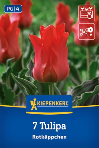 kiepenkerl-greigii-tulpe-rotk-ppchen-blumenzwiebeln-rot-f-r-k-bel-und-k-sten image 6