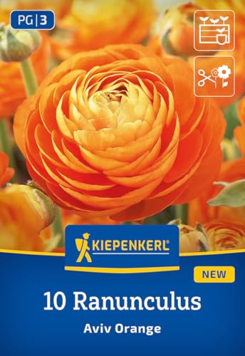 kiepenkerl-ranunkeln-aviv-orange-blumenzwiebeln image 7