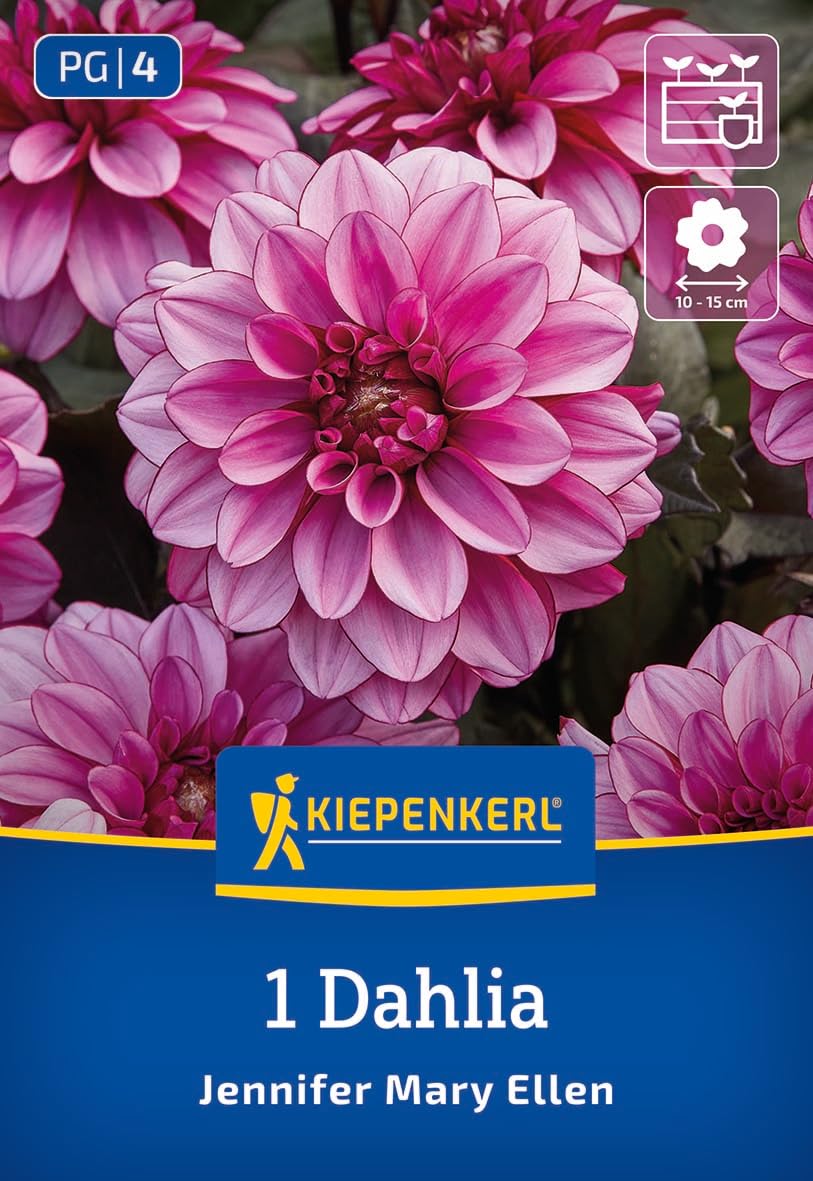 kiepenkerl-dekorative-dahlie-jennifer-mary-ellen-beetdahlie image 1