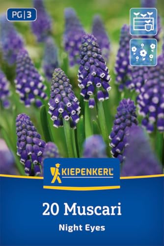 kiepenkerl-traubenhyazinthe-night-eyes-blumenzwiebeln-blau-wei-15-cm image 8