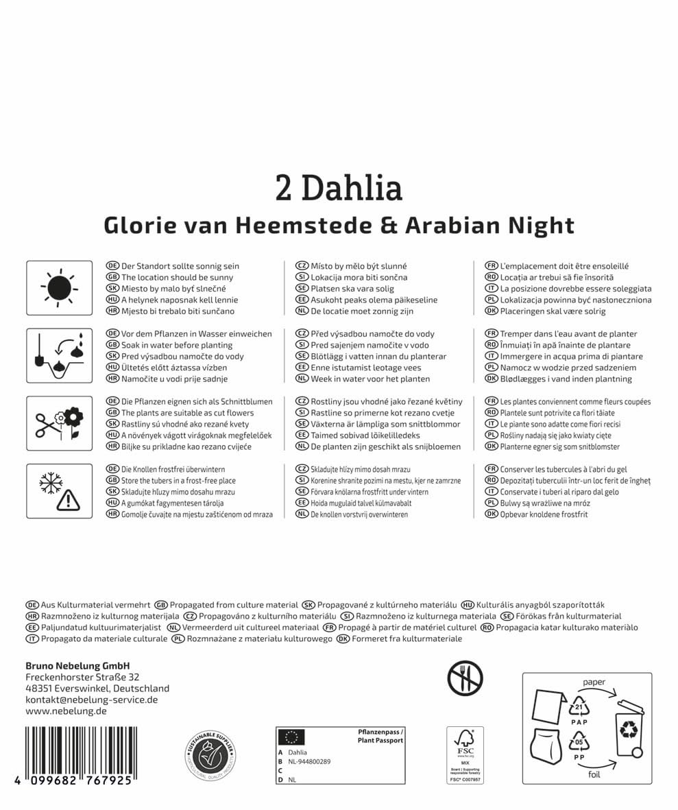 kiepenkerl-dahlien-duo-glory-of-heemstede-arabian-night-blumenzwiebeln image 2