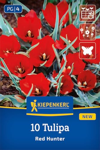 kiepenkerl-wildtulpe-red-hunter-rote-zwergtulpe-15-cm image 6