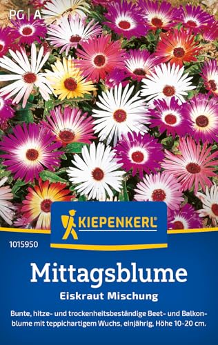 kiepenkerl-mittagsblumensamen-eiskraut-mischung-1015950-sommerblumensaat image 6