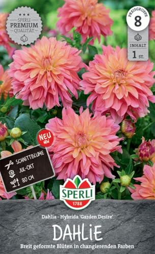 sperli-dekorative-dahlie-garden-desire-264920-lachsrosa-80-cm image 3