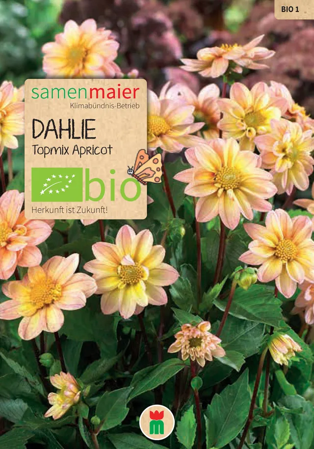 samen-maier-bio-dalija-topmix-apricot-saatgut image 1