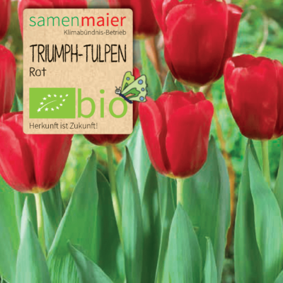 samen-maier-bio-triumph-tulpen-rot-blumenzwiebeln image 2