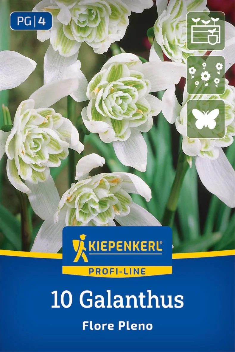 kiepenkerl-profi-line-schneegl-ckchen-flore-pleno-blumenzwiebeln-gef-llt-wei-gr- image 1
