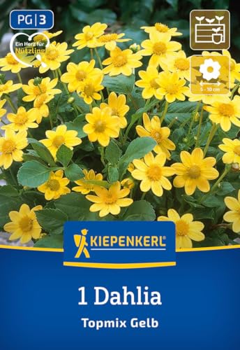 kiepenkerl-beet-topf-dahlie-topmix-gelb-3000057-blumenzwiebeln image 7