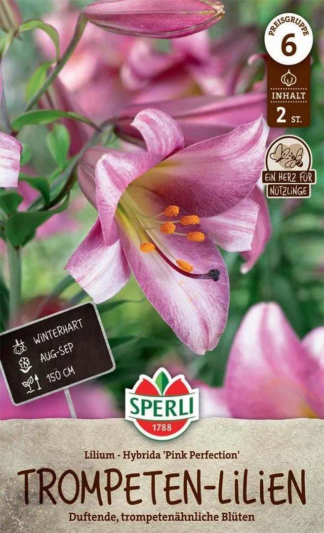 sperli-lilie-pink-perfection-264173-trompeten-lilie-winterhart-150-cm image 1