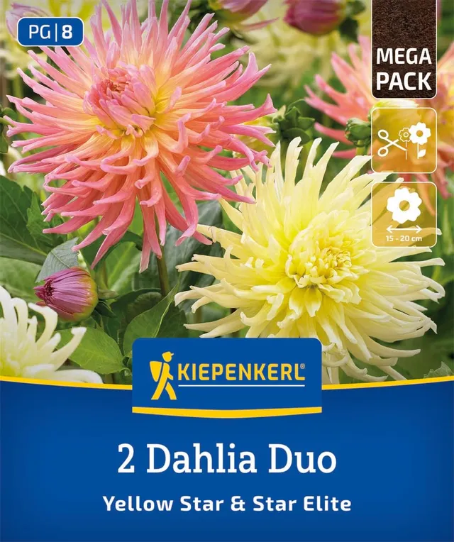 kiepenkerl-dahlien-duo-yellow-star-star-elite-3825008-blumenzwiebeln-gelb-lachsr image 1